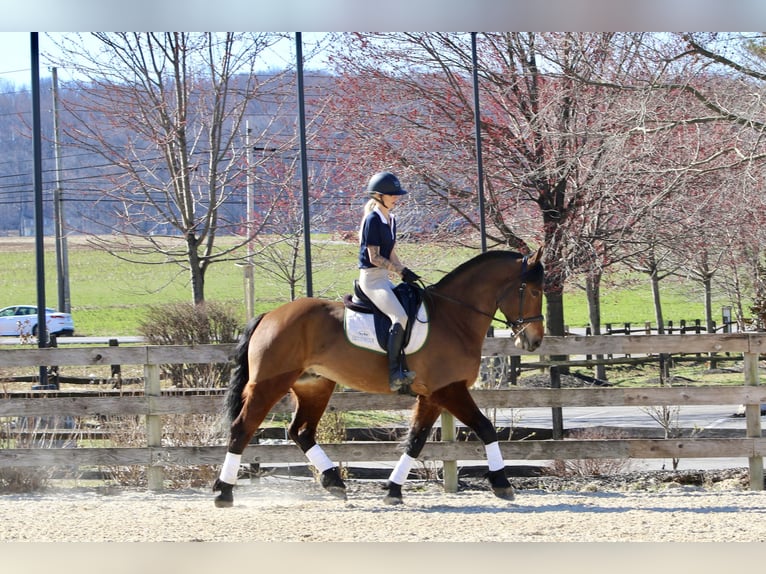 Percheron Mix Castrone 6 Anni 170 cm Baio ciliegia in Gap, PA