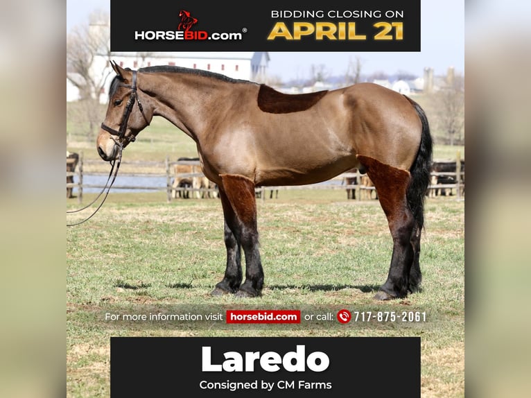 Percheron Mix Castrone 6 Anni 170 cm Baio ciliegia in Gap, PA