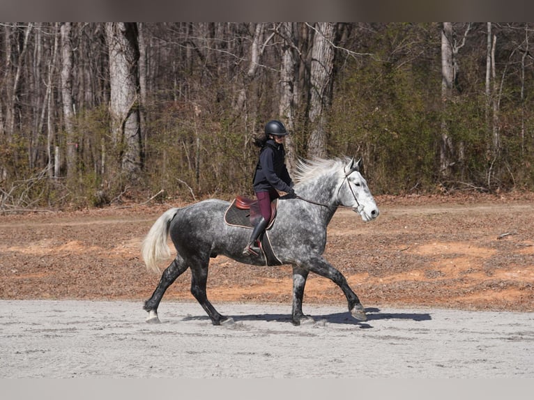 Percheron Mix Castrone 6 Anni 170 cm Grigio in Clover