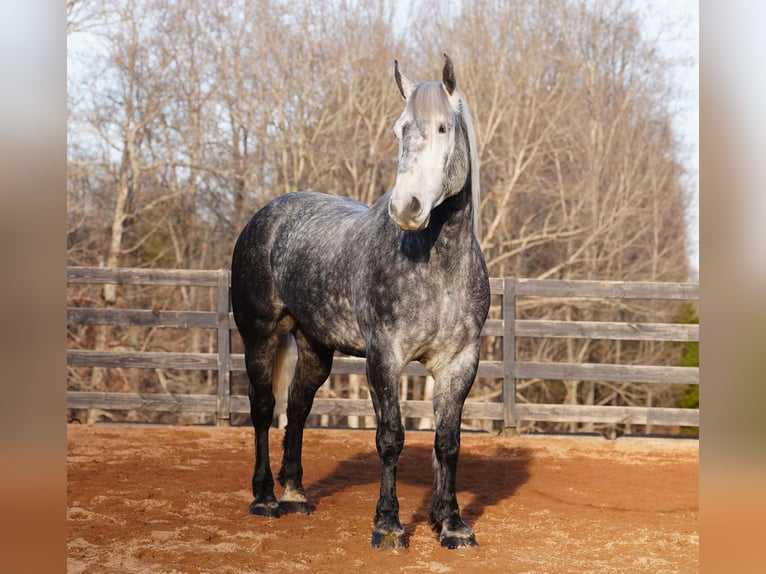 Percheron Mix Castrone 6 Anni 170 cm Grigio in Clover