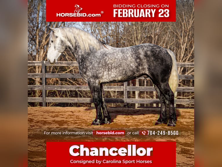 Percheron Mix Castrone 6 Anni 170 cm Grigio in Clover