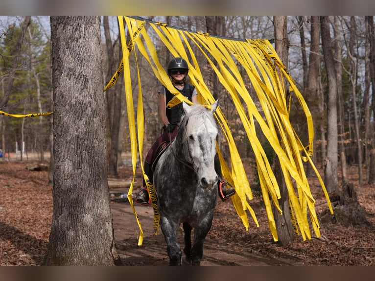 Percheron Mix Castrone 6 Anni 170 cm Grigio in Clover