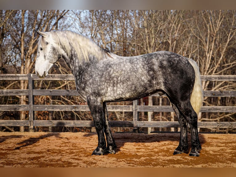 Percheron Mix Castrone 6 Anni 170 cm Grigio in Clover
