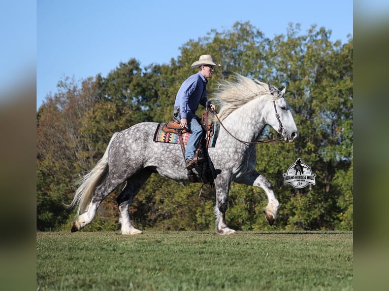 Percheron Castrone 6 Anni 170 cm Grigio pezzato in Mount Vernon