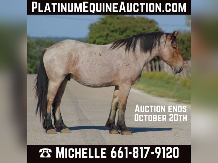 Percheron Castrone 6 Anni 173 cm Baio roano in Stephenville TX