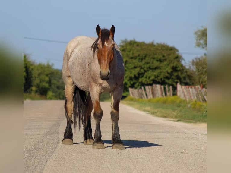 Percheron Castrone 6 Anni 173 cm Baio roano in Stephenville TX