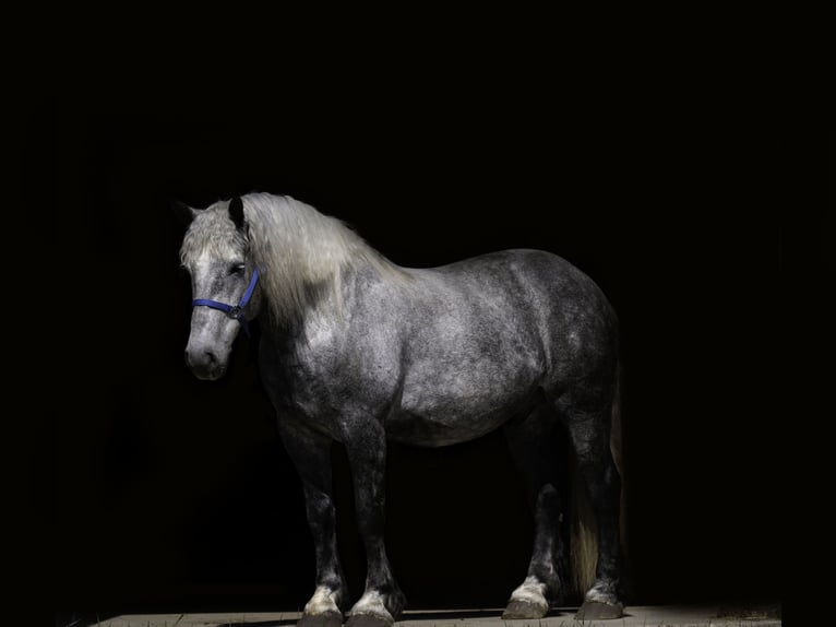 Percheron Castrone 6 Anni 173 cm Grigio in Nevis