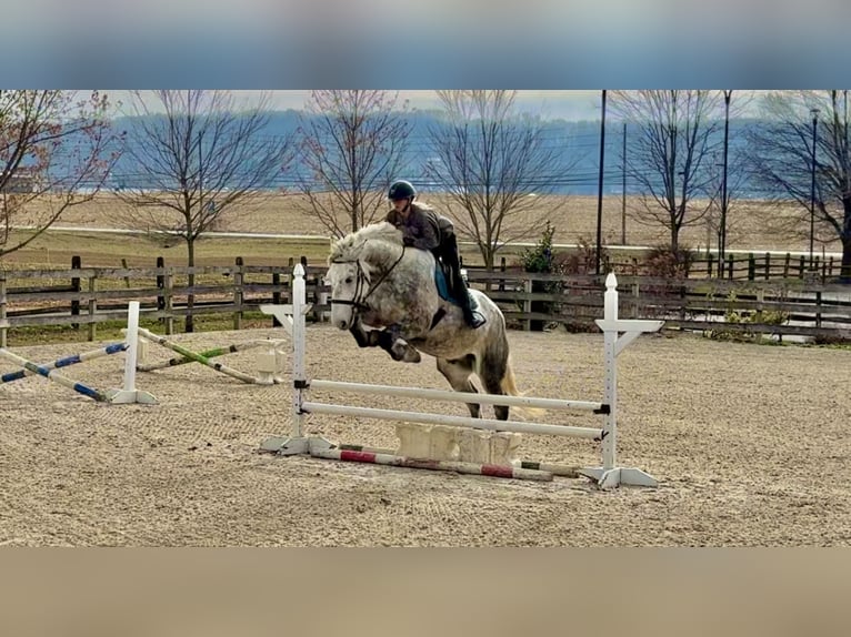 Percheron Mix Castrone 6 Anni 173 cm Grigio in Gap