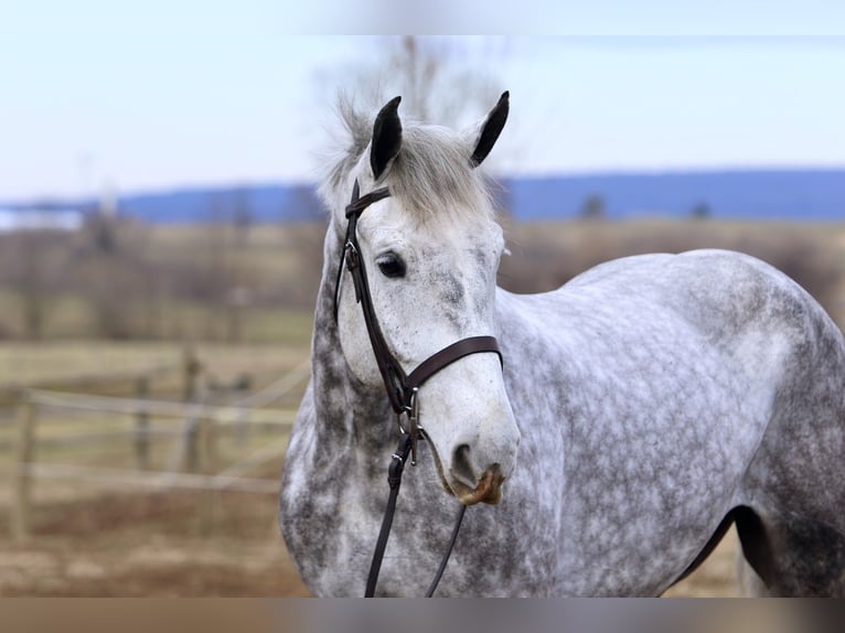 Percheron Mix Castrone 6 Anni 173 cm Grigio in Gap