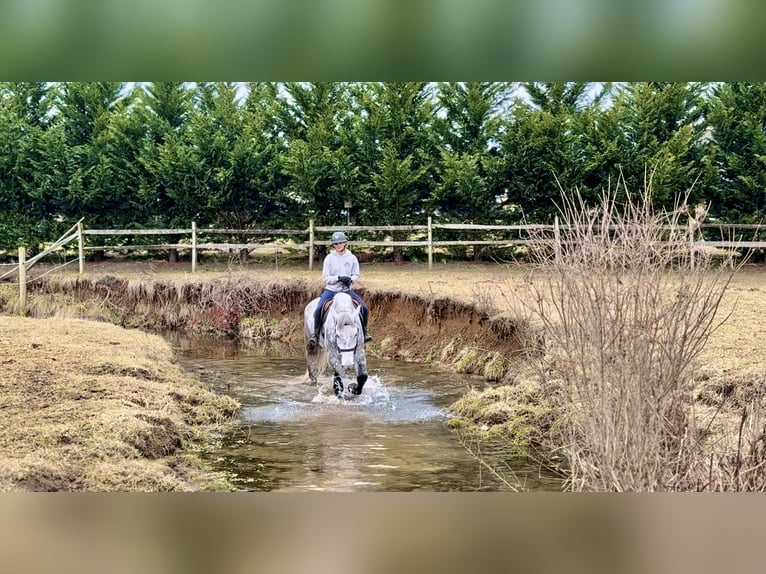 Percheron Mix Castrone 6 Anni 173 cm Grigio in Gap