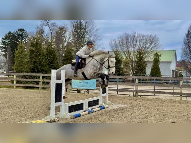 Percheron Mix Castrone 6 Anni 173 cm Grigio in Gap