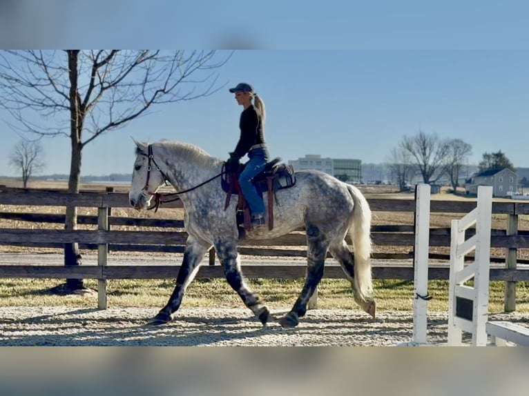 Percheron Mix Castrone 6 Anni 173 cm Grigio in Gap