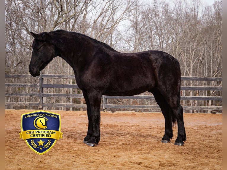 Percheron Mix Castrone 6 Anni 173 cm Morello in Clover
