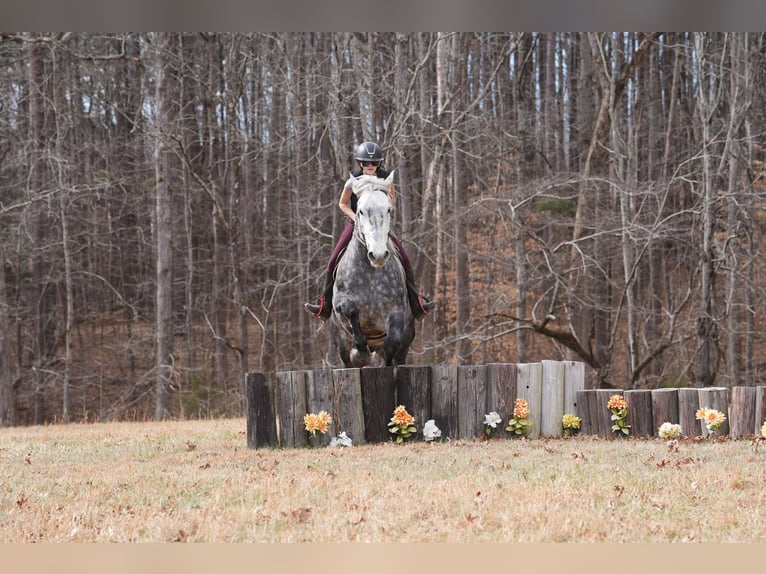 Percheron Mix Castrone 6 Anni 173 cm Morello in Clover
