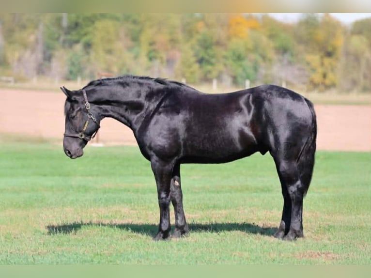Percheron Mix Castrone 6 Anni 173 cm Morello in Clover