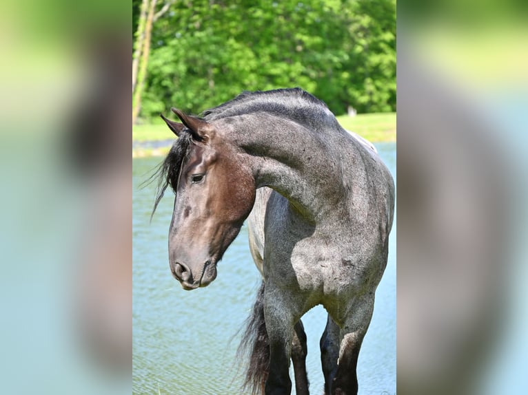 Percheron Castrone 6 Anni 173 cm Roano blu in Fairbank IA