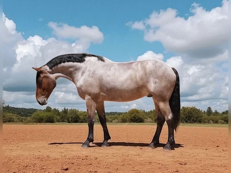 Percheron Mix Castrone 6 Anni 175 cm Baio roano in Clover, SC
