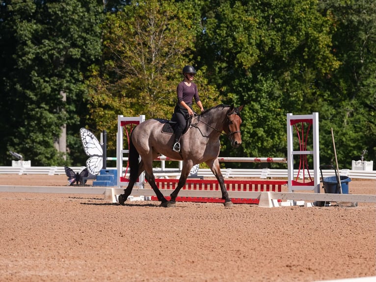 Percheron Mix Castrone 6 Anni 175 cm Baio roano in Clover, SC