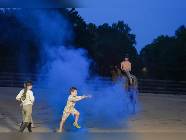 Percheron Mix Castrone 6 Anni 175 cm Baio roano in Clover, SC