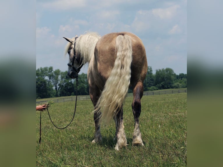 Percheron Castrone 6 Anni 175 cm Grigio in Highland MI