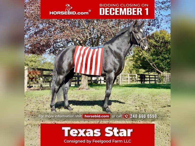 Percheron Mix Castrone 6 Anni 175 cm Morello in Tuscarora