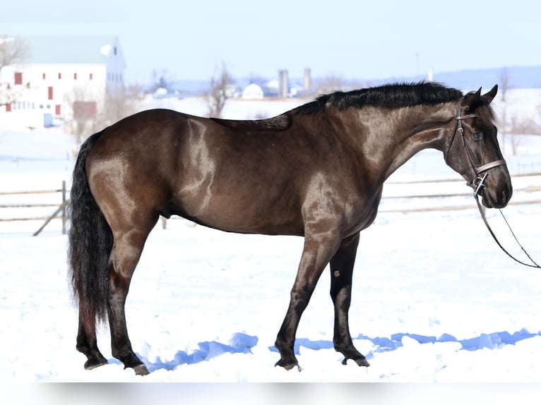 Percheron Mix Castrone 6 Anni 175 cm Morello in Gap