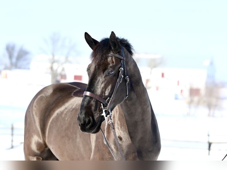 Percheron Mix Castrone 6 Anni 175 cm Morello in Gap