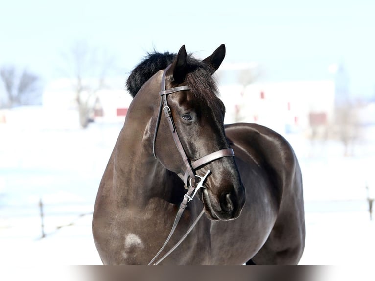 Percheron Mix Castrone 6 Anni 175 cm Morello in Gap
