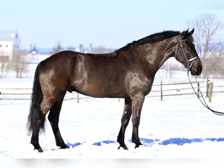 Percheron Mix Castrone 6 Anni 175 cm Morello in Gap