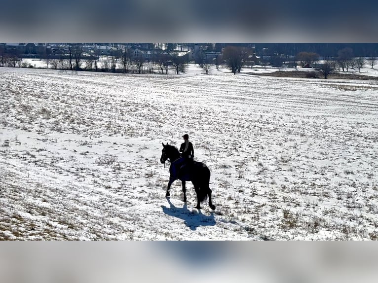 Percheron Mix Castrone 6 Anni 175 cm Morello in Gap