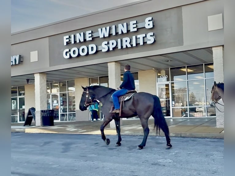 Percheron Mix Castrone 6 Anni 175 cm Morello in Gap