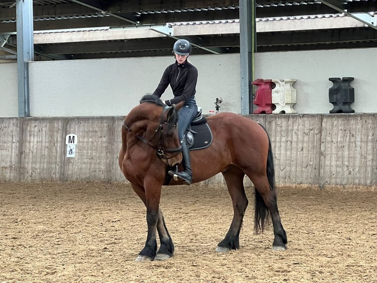 Percheron Mix Castrone 6 Anni 176 cm Baio in De Haan