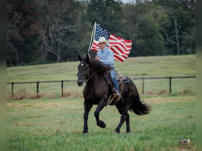 Percheron Castrone 6 Anni Morello in Auburn
