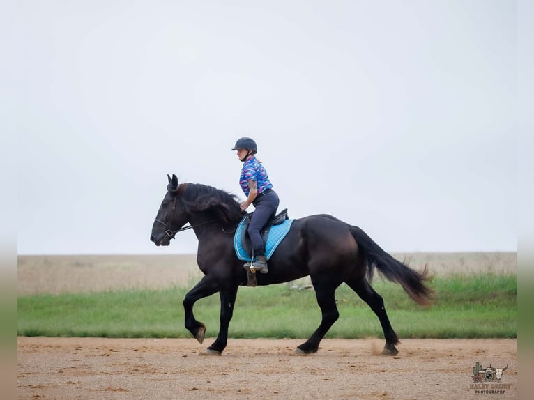 Percheron Castrone 6 Anni Morello in Auburn