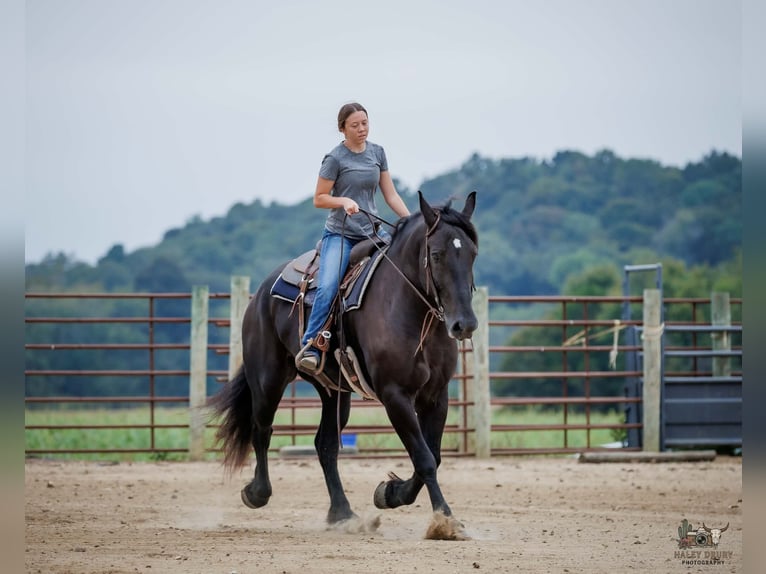 Percheron Castrone 6 Anni Morello in Auburn