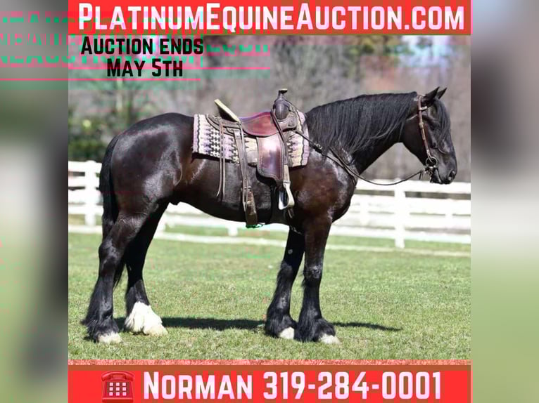 Percheron Castrone 6 Anni Morello in Sturgis, KY