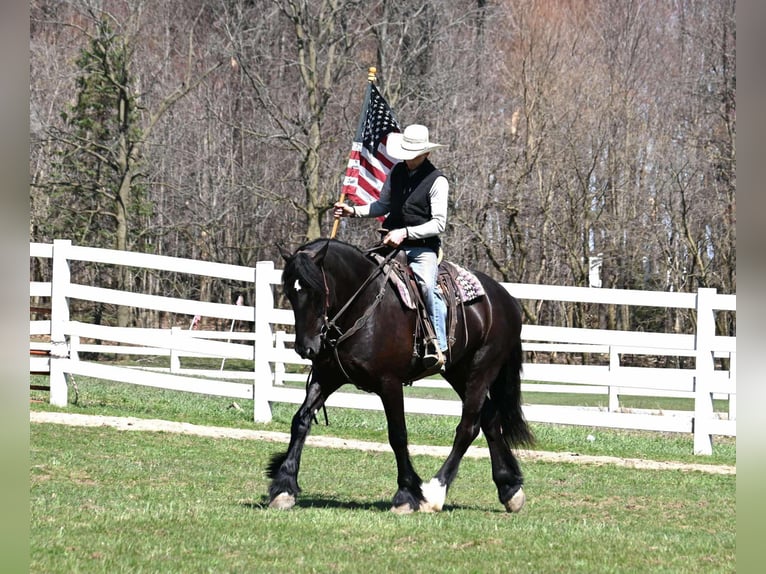Percheron Castrone 6 Anni Morello in Sturgis, KY