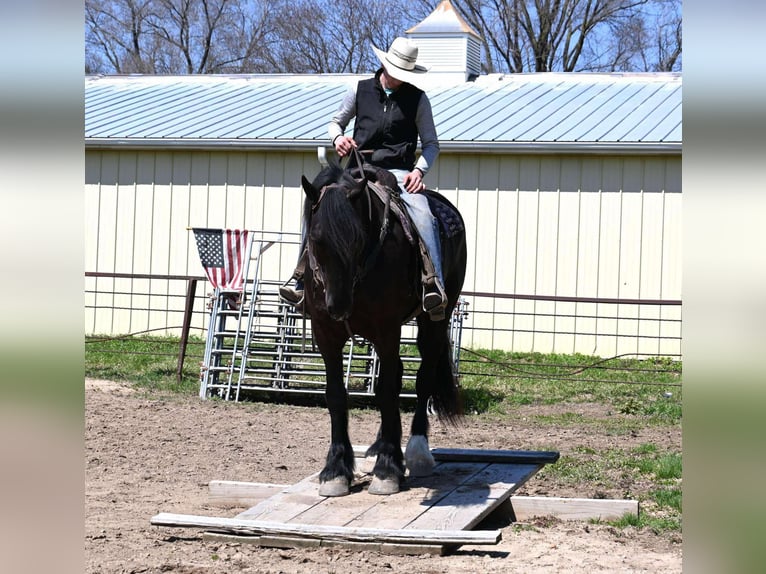 Percheron Castrone 6 Anni Morello in Sturgis, KY