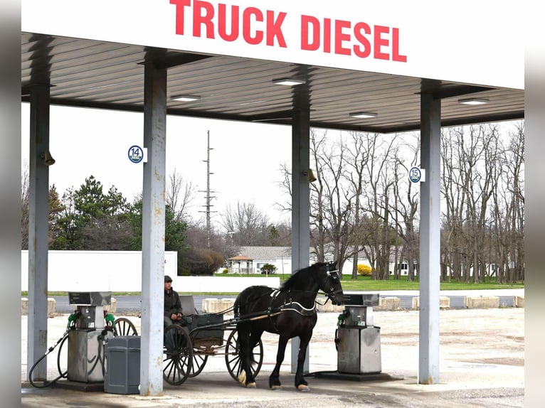 Percheron Castrone 6 Anni Morello in Sturgis, KY