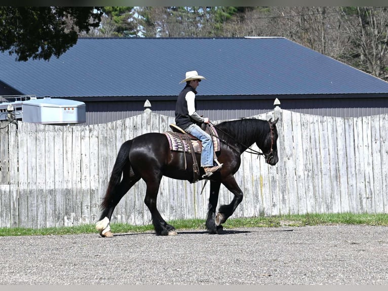Percheron Castrone 6 Anni Morello in Sturgis, KY