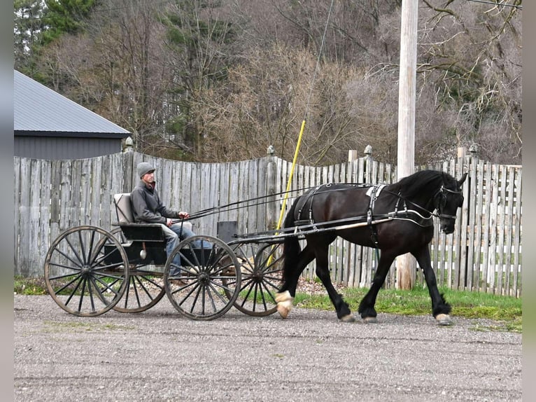 Percheron Castrone 6 Anni Morello in Sturgis, KY