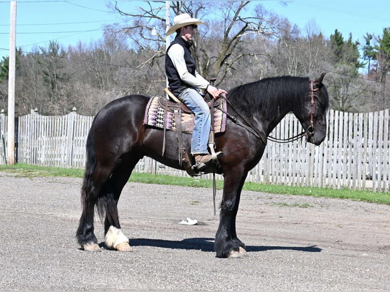 Percheron Castrone 6 Anni Morello in Sturgis, KY