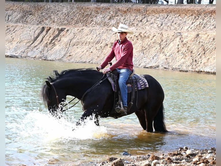 Percheron Castrone 6 Anni Morello in Sturgis, KY