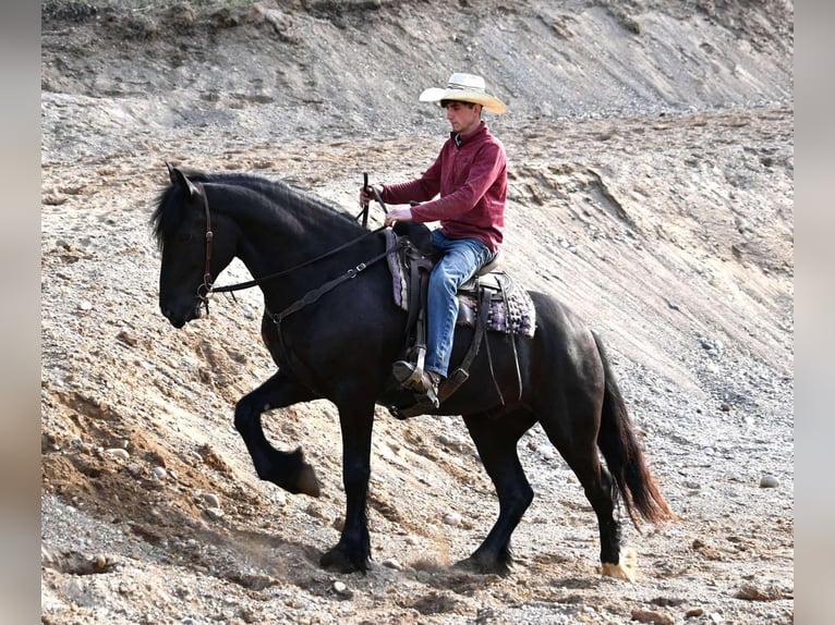 Percheron Castrone 6 Anni Morello in Sturgis, KY