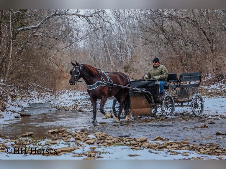 Percheron Castrone 7 Anni 155 cm Morello in Flemingsburg KY