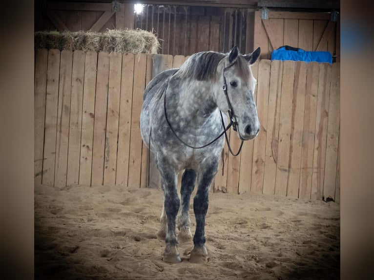 Percheron Mix Castrone 7 Anni 163 cm Grigio in Jackson