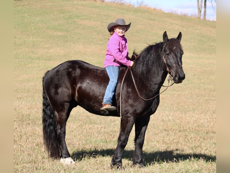Percheron Mix Castrone 7 Anni 163 cm Morello in Tompkinsville