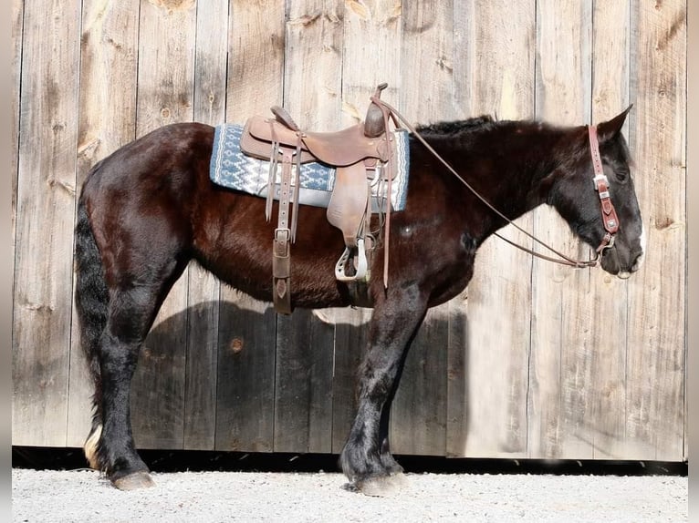 Percheron Castrone 7 Anni 163 cm Morello in Everette PA