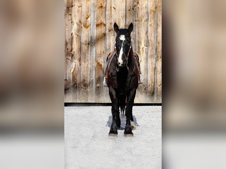 Percheron Castrone 7 Anni 163 cm Morello in Everette PA