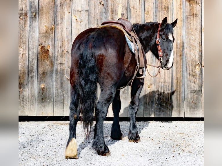 Percheron Castrone 7 Anni 163 cm Morello in Everette PA